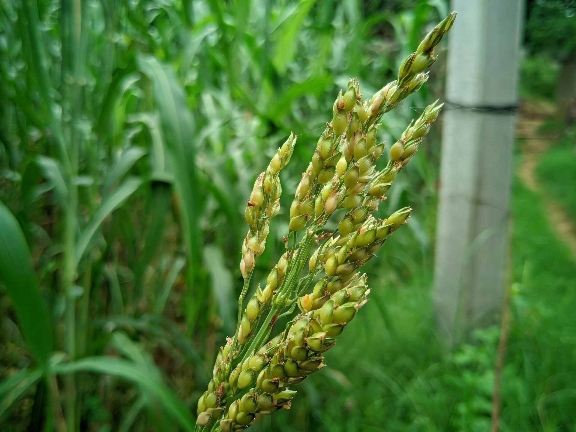 A close up of a plant in a field